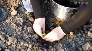 Сажаем бессмертник с пеленок рассадой. Уход посадка выращивание  семена рассада бессмертник