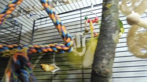 #овоскопирование инкубационного яйца ПОПУГАЯ #КАКАРИКИ Валера прогоняет СИНИЦУ  06/12/2021 года