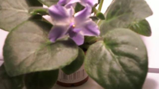 SAM_0906.AVI Сенполия РС-Веселый хоровод смотреть онлайн