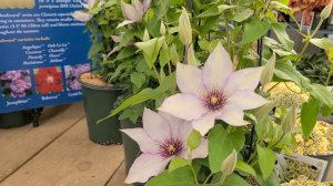 Clematis Samaritan Jo™ // LOVELY, unique soft lilac Vine part of the Raymond Evison™ collection