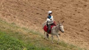 Скачка на ослах 02.06.19 Алматинский ипподром