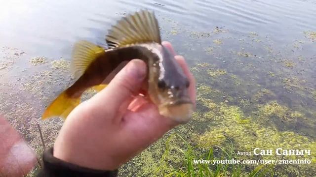 Рыбалка на окуня, заросший пруд смотреть онлайн