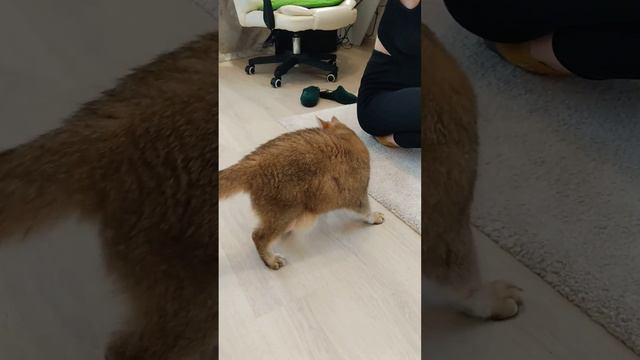 Мама купи, купи 😁😻 #кот #котики #смешныекоты #cutcat #cat #funny