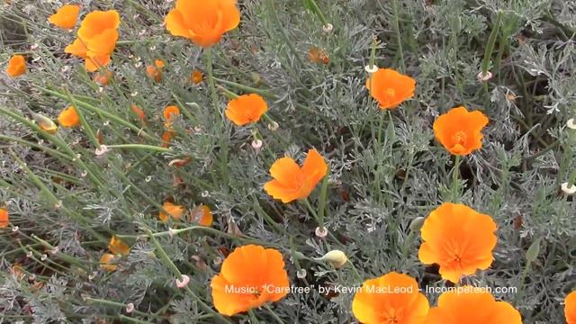 California Poppy (Eschscholzia californica) - A Minute in the Garden 17 from A Gardener's Notebook смотреть онлайн