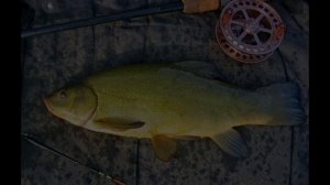 Линь или Золотая Рыбка. Интересные факты и Особенности ловли Линя.