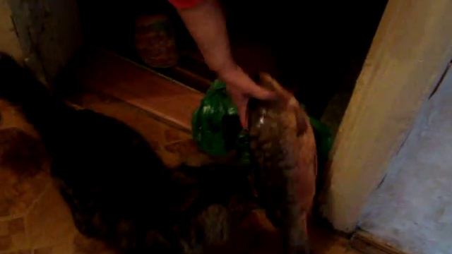 Вася и живая рыба смотреть онлайн