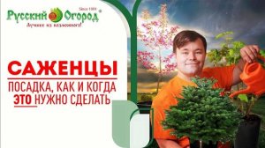 ТОЛЬКО в ЭТО время лучше всего сажать саженцы и они ТОЧНО приживутся!