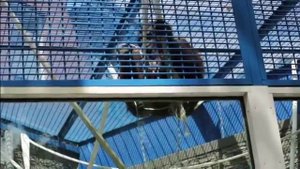 250 орангутан и выдры, Не песня, видео из зоопарка