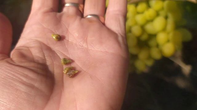 Виноград ДОЛГОЖДАННЫЙ созрел! Пробую ягоду смотреть онлайн