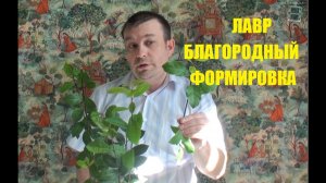 Лавр благородный. Формировка.