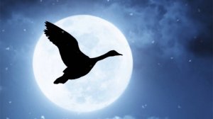 Полёт лебедя из Гадкого утёнка, не вошедший в видео для ёлки главы Серпуховского района 2018