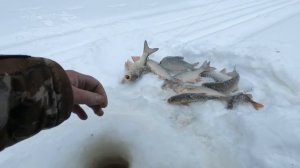 ЯЗЬ ЗА ЯЗЁМ, КИНУЛ ВЫНУЛ! ДЕРЗКИЙ КЛЁВ НА РЫБАЛКЕ 2021! НЕ ОЖИДАЛ Я ТАКИХ КАБАНЧИКОВ В НОВОМ ГОДУ)!