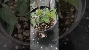 Обработка метельчатых гортензий от насекомых.