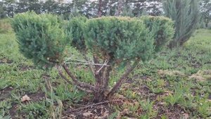 Можжевельник,топиар, Можжевельник STRICTA