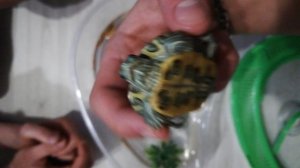 Обзор Донателло