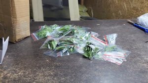 Вегетативный неукор летников. Отправка по России и страны СНГ.