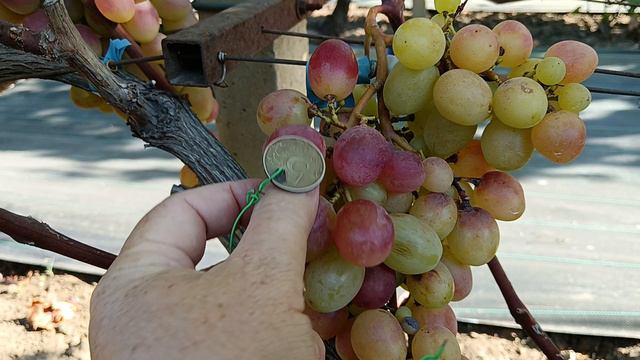 Виноград Купидон (Щенников О. Н.) виноградник Король В. Н. г. Краснодар Slava.King2007@mail.ru смотреть онлайн