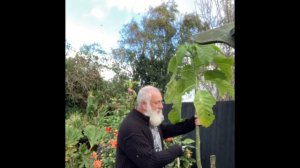 The Gentle Propagator’s guide to cuttings of brugmansia