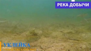 Рыба уклейка