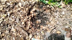 Роза плохо перезимовала, что делать.