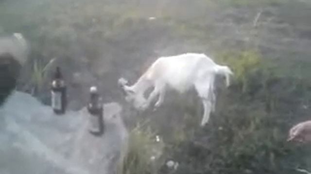 Чем можно кормить...козу? смотреть онлайн