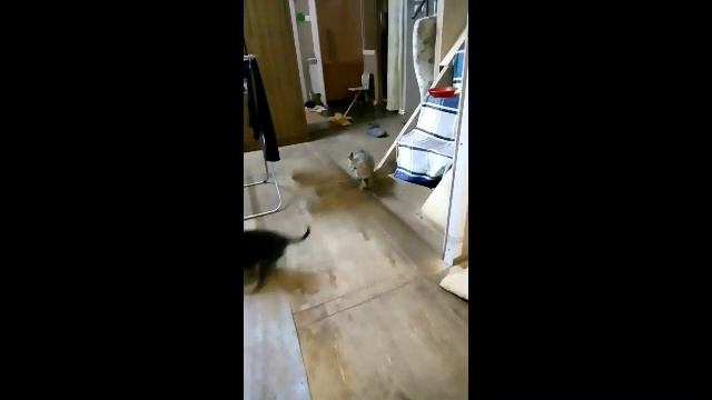 Собака. По кличке Абама лает на кошку по имени Цыкас смотреть онлайн