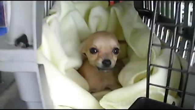 Airlines Pet Shipping from Mexico - Envio de Cachorro via Aerea hacia Mexico, D.F. смотреть онлайн