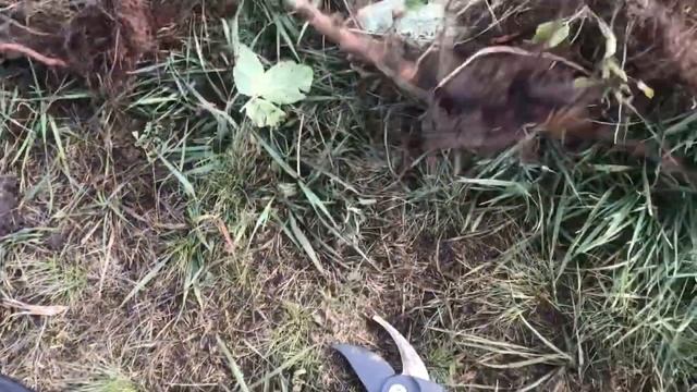 ЛАЙФХАК!!! Как быстро размножить малину... смотреть онлайн