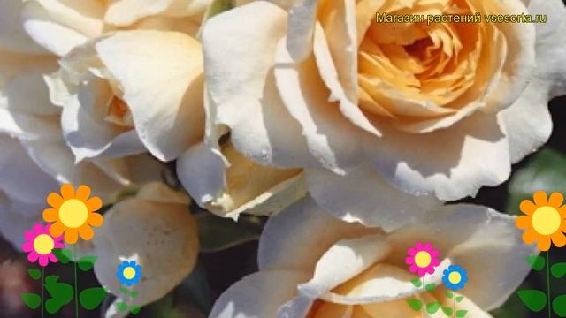 Роза флорибунда Лион Роуз. Краткий обзор, описание характеристик, где купить саженцы Lions Rose смотреть онлайн