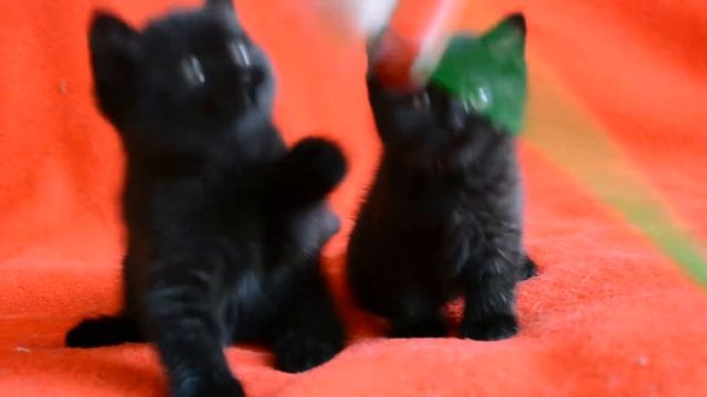 Купить шотландского котенка? Котята для Вас: чистокровные черные шотландские котята.