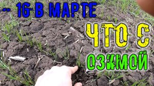 Как перезимовала озимая пшеница 2021.