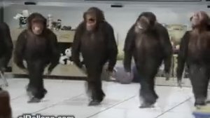 River Dancing Chimps