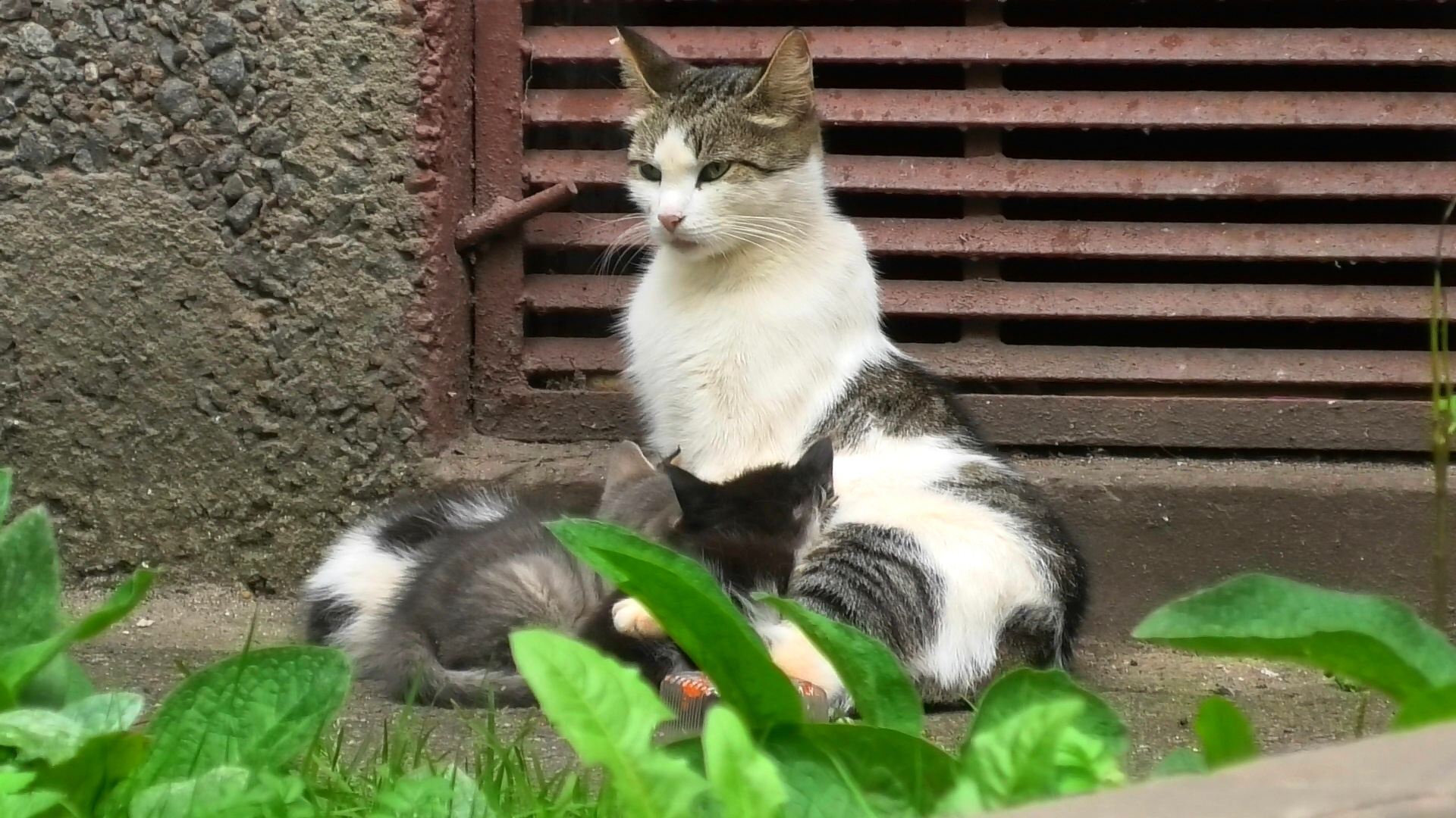 Кошки в городе