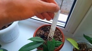 ОБЗОР НА ХОЙИ / Самые сложные для меня растения