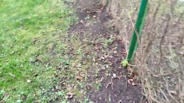 Уход за живой изгородью. Девичий виноград на заборе.#девичийвиноград смотреть онлайн