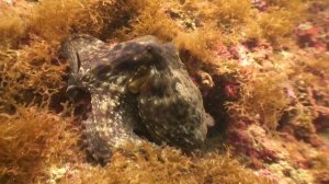 Diving Blue Cave, Isola Bella, Taormina Sicily