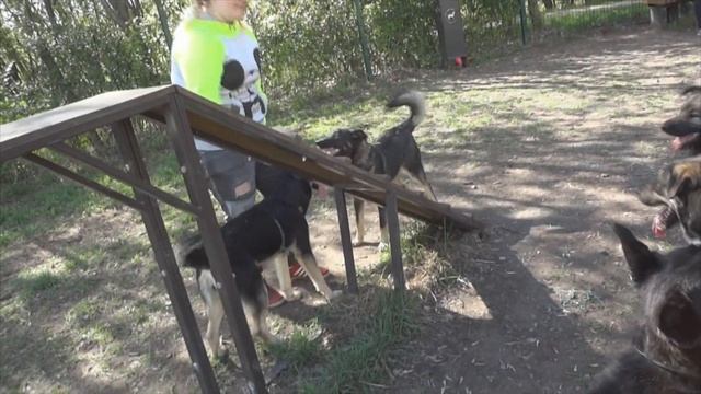 Муниципальный приют для бездомных животных Искра