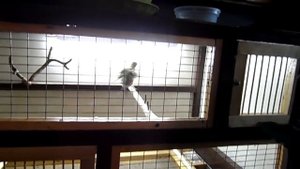 Клетка для птиц своими руками.