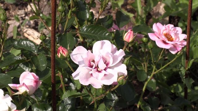 роза кети роуз, верано, энжел айз, лаванда в розах , питомник роз полины козловой rozarium.biz смотреть онлайн