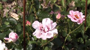 роза кети роуз, верано,  энжел айз,  лаванда в розах , питомник роз полины козловой rozarium.biz