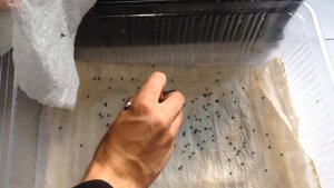 Гигантский лук Эксибишен. Как вырастить крепкую рассаду лука Эксибишен