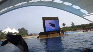 Касатка неожиданно всплывает и осыпает зрителей брызгами
