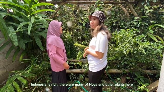 Exotic Hoya Garden Tour смотреть онлайн