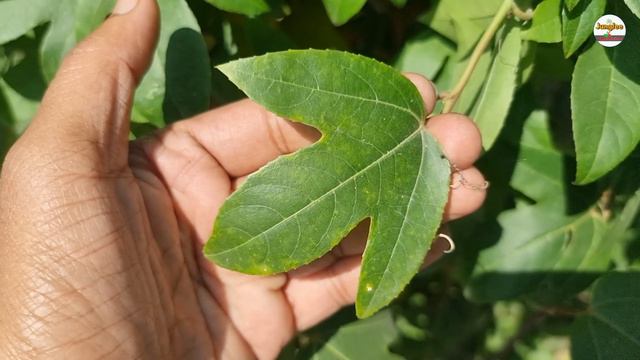 इसके सेवन से 100 साल जीता है इंसान || चमत्कारी राखी फूल [कृष्ण कमल] के फायदे /Passiflora foetida смотреть онлайн