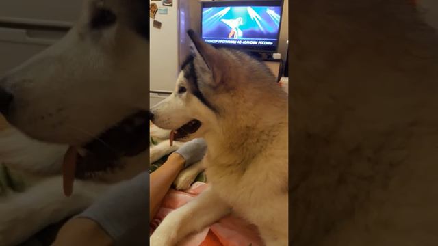 Злой маламут смотреть онлайн