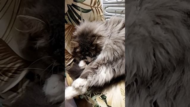 Как правильно нервировать кота