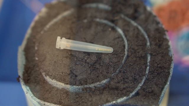 Как посеять петунии в марте без пикировки и вырастить рассаду в улитке. Сажаем семена петуний смотреть онлайн