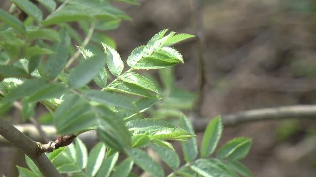 Малаховский лес смотреть онлайн