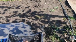 Урожай винограда Мускат Львовский. Обзор нового секатора