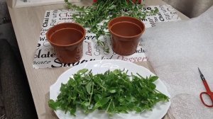 Каллизия Кордифоллия + маленькие советы.